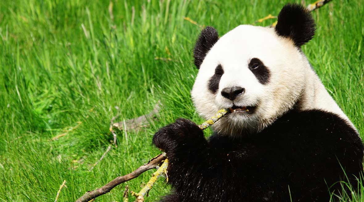 panda bear relaxing in greenery